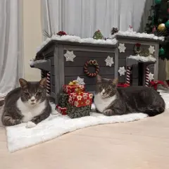 Aivituvin Feral Cat Shelter | Two-Room Outdoor Cat House for Rescued Cats-AIR93