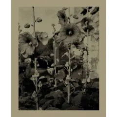 Nicholas Nixon: Closing the Distance - by  Jordan Alves (Hardcover)