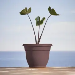 Ariana Self-Watering Indoor/Outdoor Planter - Bloem