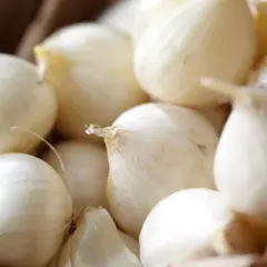 Allium Mount Everest Set of 5 Bulbs - Van Zyverden