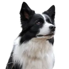 Unique Bargains Dogs Calming Headband with Magic Tapes Small Gray 1 Pc