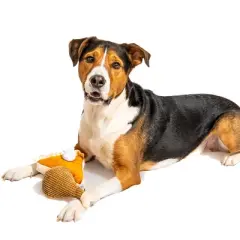Midlee Thanksgiving Meal Dog Toy Set - Pumpkin Pie & Turkey Leg