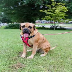 Doggy Tales Realtree 2X Sport Harness Paradise Pink