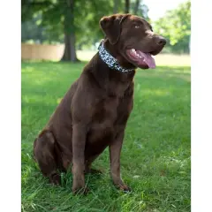 Country Brook Petz Dairy Cow Martingale Dog Collar