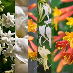 Glade PlugIns Scented Oil Air Freshener Refills - Jasmine & Honeysuckle - 1.34 fl oz/2pk