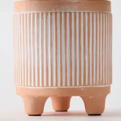 Live 5" Petite Flourish with Blooming Plant (Varieties and Colors May Vary) - Good Little Garden&trade;