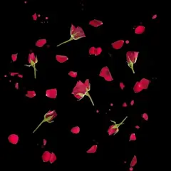 Junior's Design By Humans Sliced Roses and Petals By designnatures T-Shirt