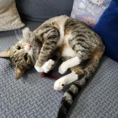 Go Cat Da Fur Fun attachment