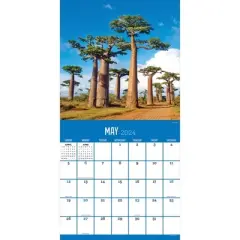 TF Publishing 2024 Wall Calendar 12"x12" Trees