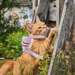 Unique Bargains Escape Proof Cat Harness and Leash Set with Bee Pattern for Large and Small Cats Travel Walking Medium Purple
