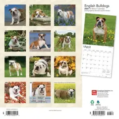 Browntrout 2024 Wall Calendar 12"x12" English Bulldogs