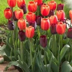 Set of 15 Tulips Ronaldo Blend Set - Van Zyverden