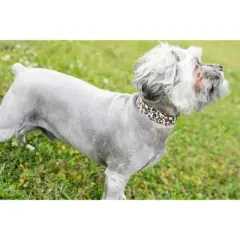 Country Brook Petz Premium Cow Print Dog Collar