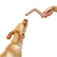 Wild One Bolt Bite Chew & Treat Interactive Dog Toy