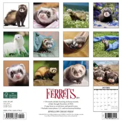 Willow Creek Press 2024 Wall Calendar 12"x12" Ferrets
