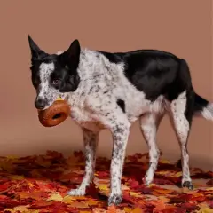 BARK Acorn Super Chewer Dog Toy