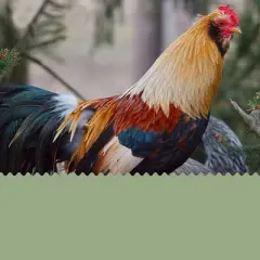 Flygrubs 5 lb Dried Mealworms for Chickens