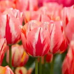 Set of 12 Spryng Break Tulip Bulbs - Van Zyverden
