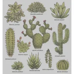 Men's Lost Gods Botanical Cacti Sweatshirt