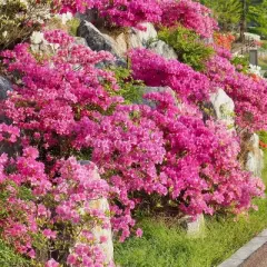 Azalea 'Pride of Mobile' 2.5qt U.S.D.A. Hardiness Zones 7-10 - 1pc - National Plant Network