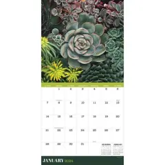 TF Publishing 2024 Wall Calendar 12"x12" Succulents