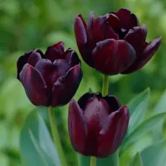 12ct Tulips Super Sized Queen Of Night Bulbs - Van Zyverden