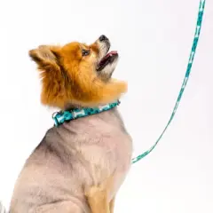 Country Brook Petz Oh My Dog Martingale Dog Collar and Leash