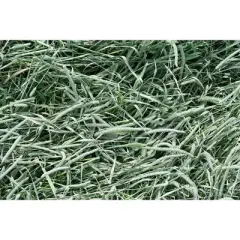 Standlee Hay Company Premium Timothy Grass Hand-Selected Forage, 25 lb Box