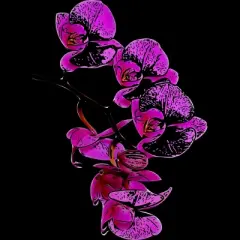 Junior's Design By Humans Orchid By jirkasvetlik T-Shirt