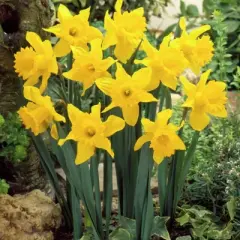 Van Zyverden 15ct Bulbs Narcissus Daffodils Classic Improved King Alfred Type