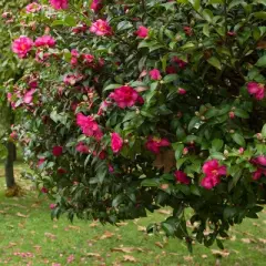 National Plant Network Live Outdoor Shi Shi Camellia Sasanqua Plant - 1ct 2.5qt