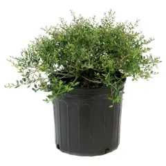 Holly Dwarf Yaupon 1pc - National Plant Network U.S.D.A Hardiness Zone 7-11 - 2.5 Quart