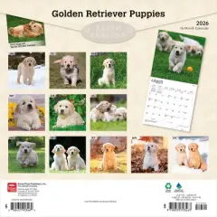 BrownTrout Golden Retriever Puppies 2026 12"x24" Hanging Square Wall Calendar Plastic-Free