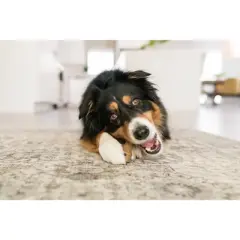 WHIMZEES by Wellness Occupy Vegetable Flavor Dog Treat - Small - 12.7oz