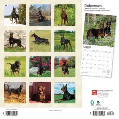 Browntrout 2024 Wall Calendar 12"x12" Dobermans Calendar