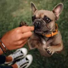 Fruitables Baked Pumpkin and Banana Flavor Healthy Low Calorie Dog Treats - 7oz