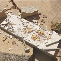 MindWare Dig It Up! Dino Models: Set Of 2 Plus Free Dino Egg - Science and Nature