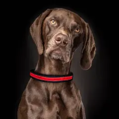 Life+Gear Rechargeable Glow Dog Collar - L