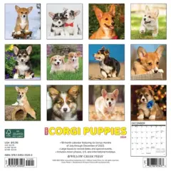 Willow Creek Press 2024 Wall Calendar 12"x12" Just Corgi Puppies