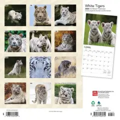 Browntrout 2024 Wall Calendar 12"x12" White Tigers