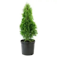 Arborvitae 'Emerald Green' 1pc - National Plant Network U.S.D.A Hardiness Zone 4-8 - 2.5 Quart