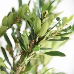 2.25gal Distylium Plant with White Blooms - National Plant Network