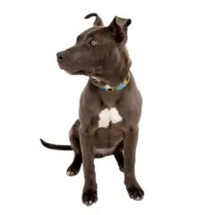 Country Brook Petz 1 1/2 Inch Sunflowers Martingale Dog Collar