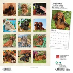 Browntrout 2024 Wall Calendar 12"x12" Longhaired Dachshunds