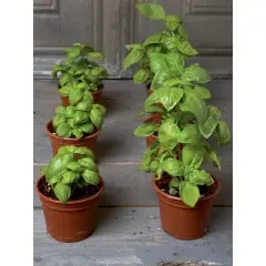 Gardeners Supply Company SuperRoot Booster Seed Starter Mix | Promotes Strong Roots & Boost Plant Growth |  High Nutrients Plant Food For Seed