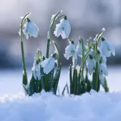 25ct Galanthus Snowdrops Bulbs - Van Zyverden