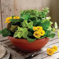 The HC Companies Indoor Outdoor Durable Resin Garden Bowl Planter Pot for Shallow Rooted Plants and Flowers, Terra Cotta