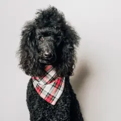The Worthy Dog Stewart Tartan Plaid Classic Square Tie-On Bandana