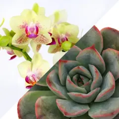 Green Circle Growers 4" Yellow Orchid and Succulent Houseplant Ceramic Planter