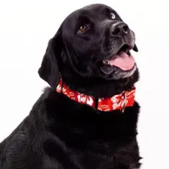 Country Brook Petz 1 1/2 Inch Red Hawaiian Martingale Dog Collar